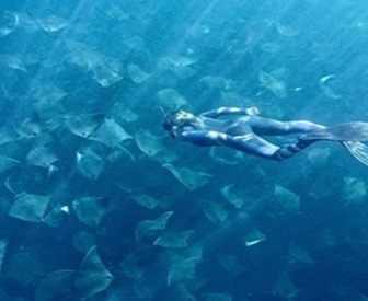 Roosterfish catch in Baja